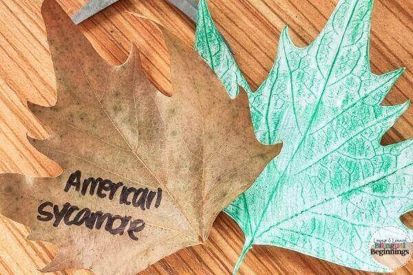 Leaf Imprint Activity