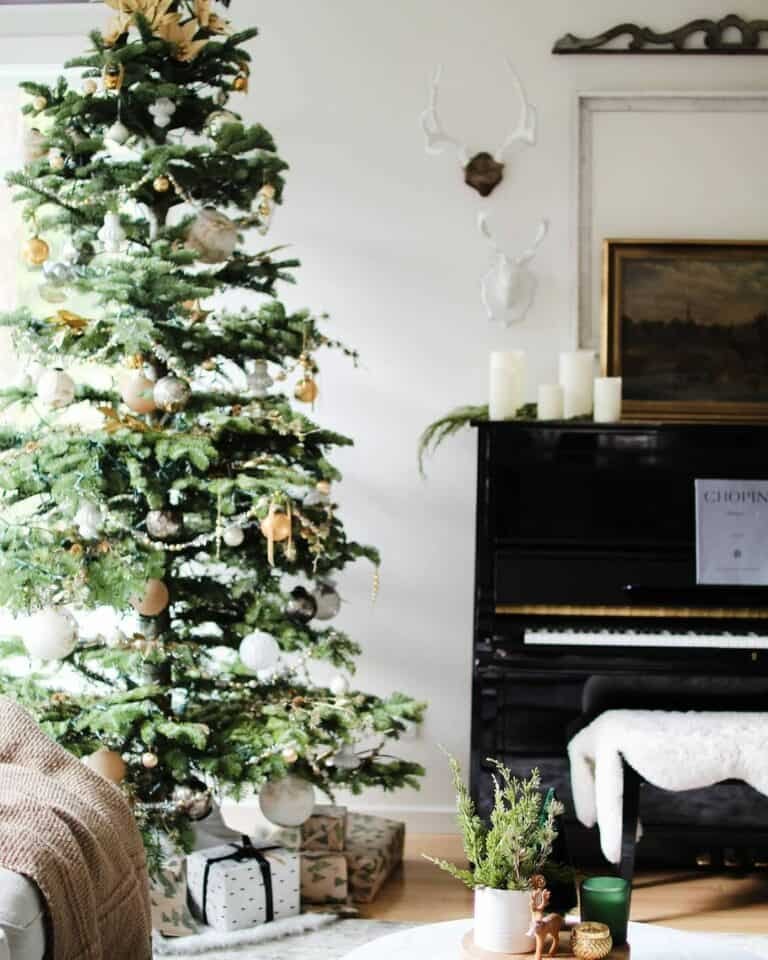 Gold White Noble Fir