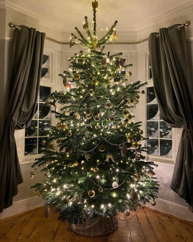 Low Light Christmas Trees